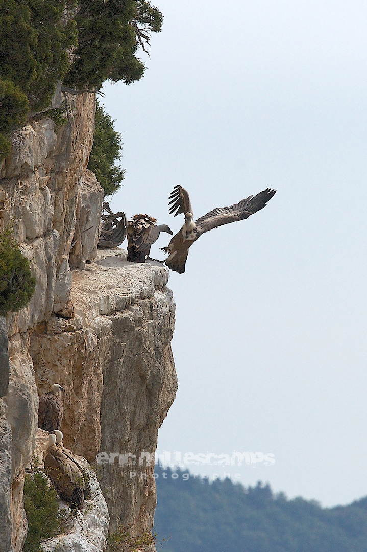 DSC09229   Version 2